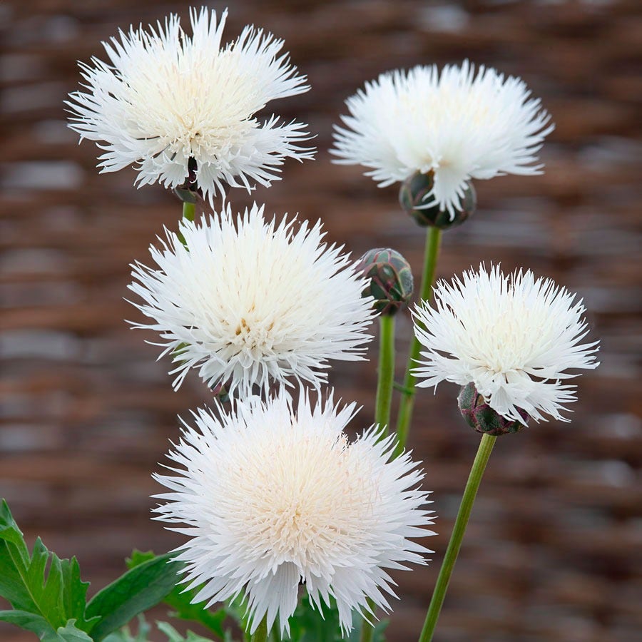 The Bride Cornflower Seeds