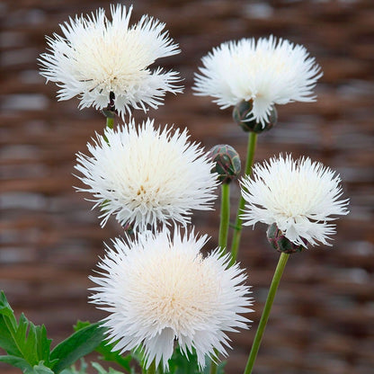 The Bride Cornflower Seeds