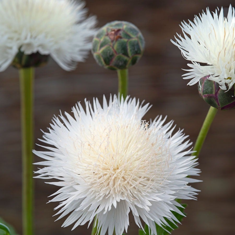 The Bride Cornflower Seeds