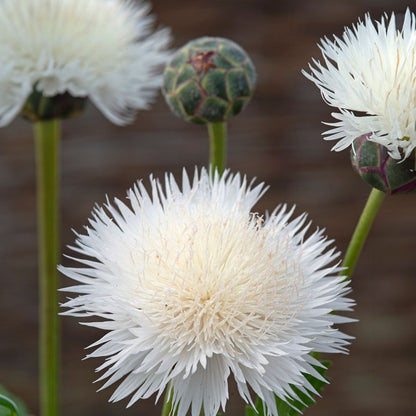 The Bride Cornflower Seeds