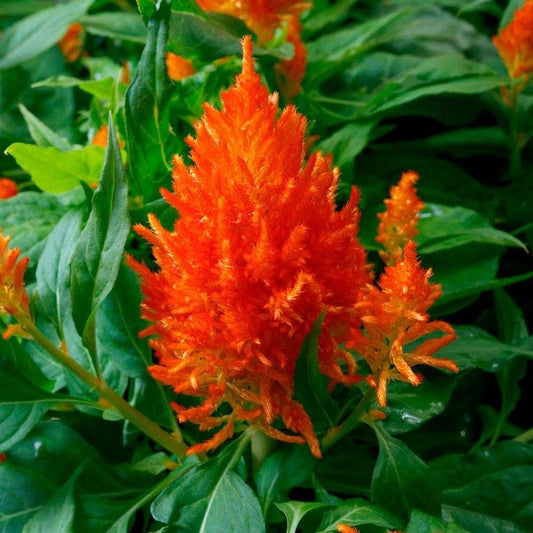 Flamma Orange Celosia Seeds
