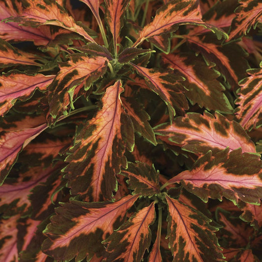 Coral Candy Premium Sun Coleus Seeds