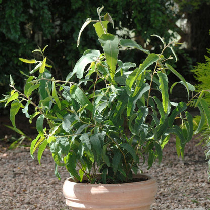 Lemon Bush Pot Eucalyptus Seeds