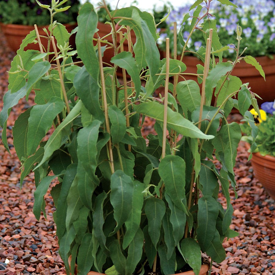 Lemon Bush Pot Eucalyptus Seeds