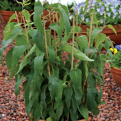 Lemon Bush Pot Eucalyptus Seeds