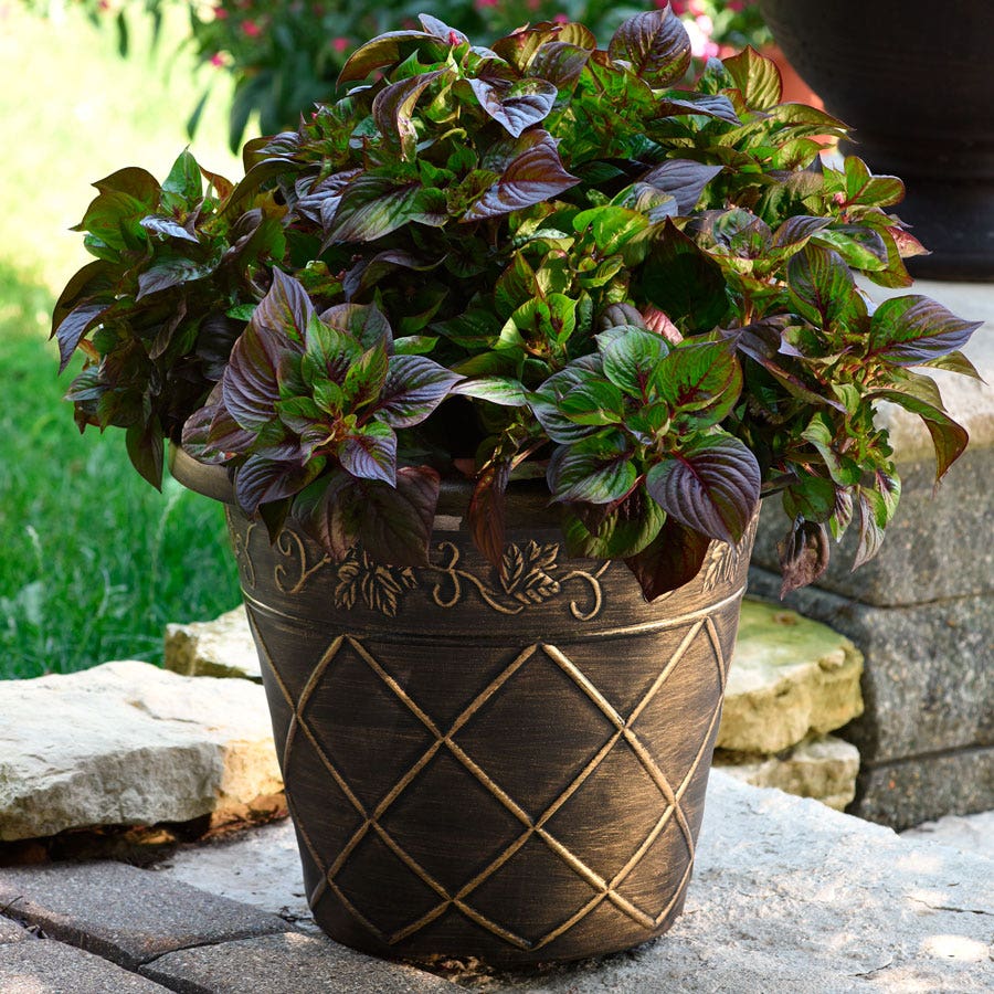 Sol™ Gekko Green Celosia Seeds