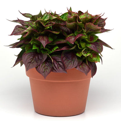 Sol™ Gekko Green Celosia Seeds