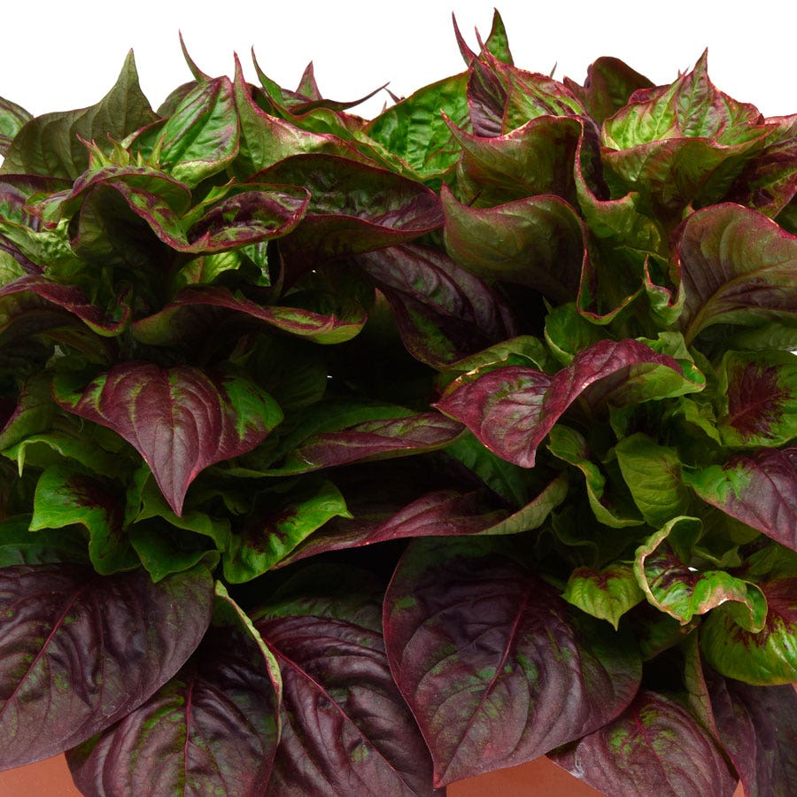 Sol™ Gekko Green Celosia Seeds
