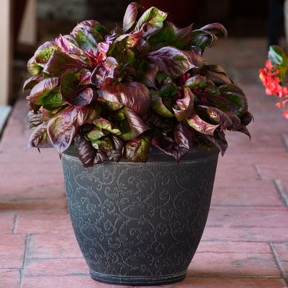 celosia potted plant Sol™ Lizard Leaf Celosia Seeds – Park Seed