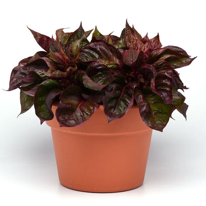 Sol™ Lizard Leaf Celosia Seeds