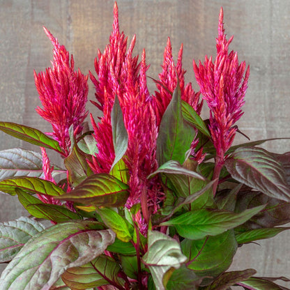 Burning Embers Celosia Seeds