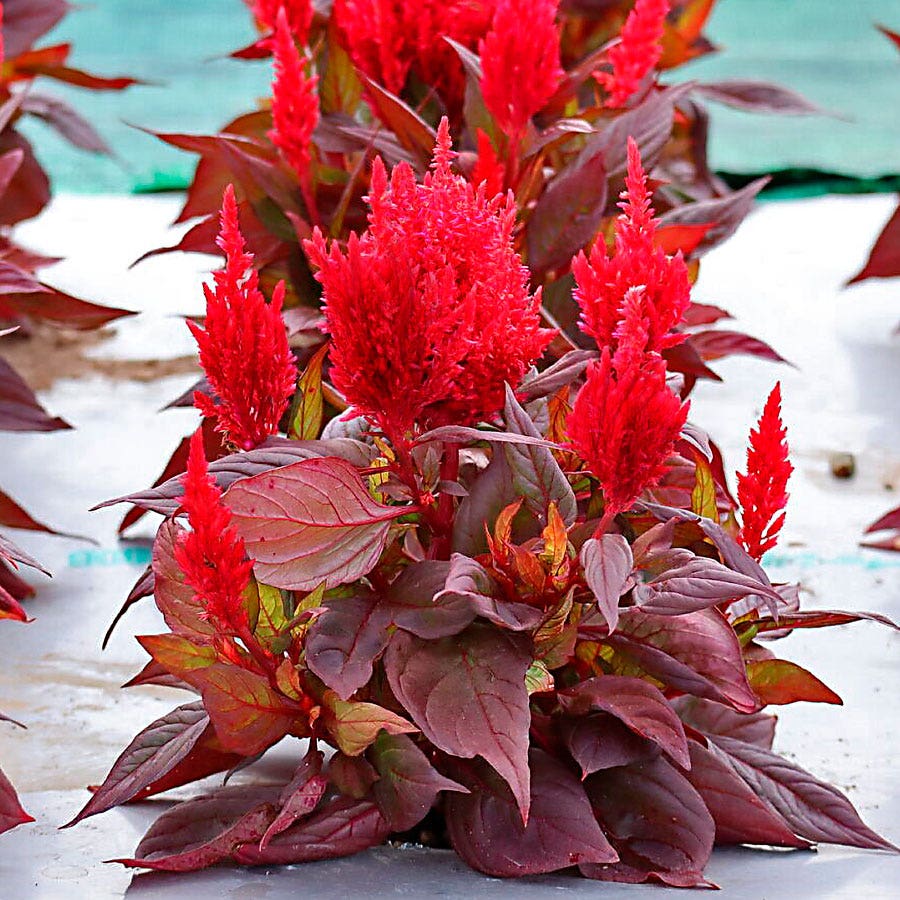 Burning Embers Celosia Seeds