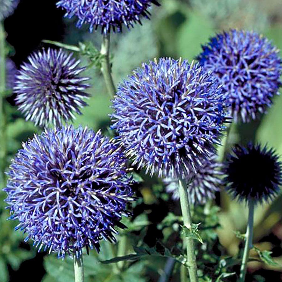 'Platinum Blue' Globe Thistle Seeds