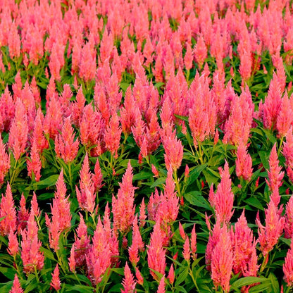Flamma Pink Celosia Seeds