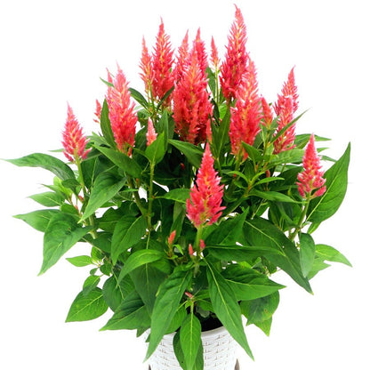 Flamma Pink Celosia Seeds
