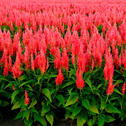 Flamma Pink Celosia Seeds