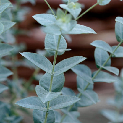 Moon Lagoon Eucalyptus Seeds