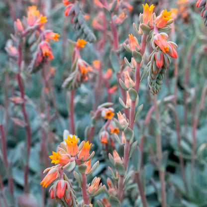 Urban Orange Echeveria Seeds