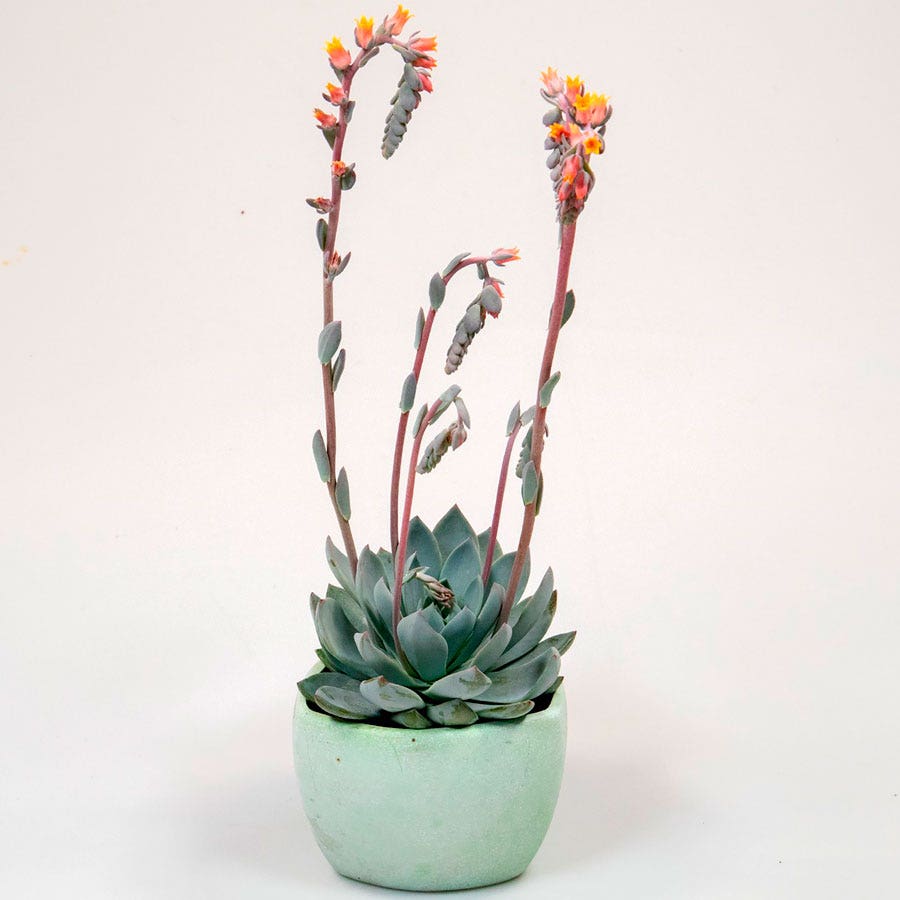 Urban Orange Echeveria Seeds