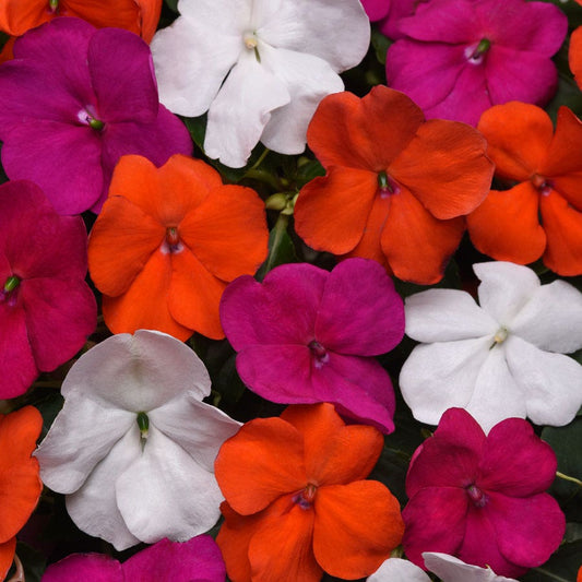 Beacon® Lindau Mixture Hybrid Impatiens Seeds
