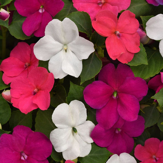 Beacon® Portland Mixture Hybrid Impatiens Seeds