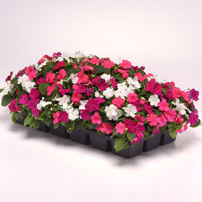 Beacon® Portland Mixture Hybrid Impatiens Seeds