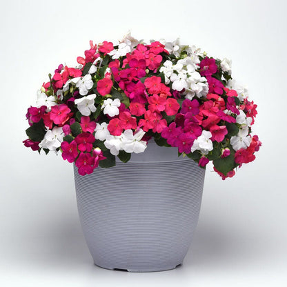 Beacon® Portland Mixture Hybrid Impatiens Seeds