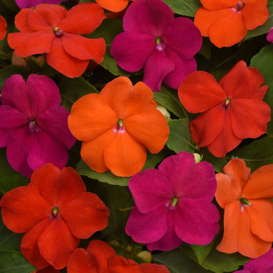 Beacon® Sanibel Mixture Hybrid Impatiens Seeds