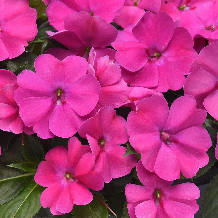 Solarscape® XL Pink Jewel Hybrid Impatiens Seeds