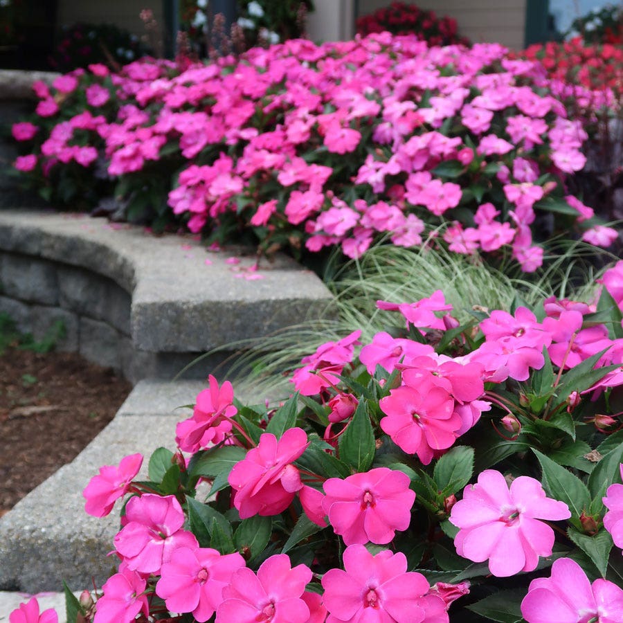 Solarscape® XL Pink Jewel Hybrid Impatiens Seeds