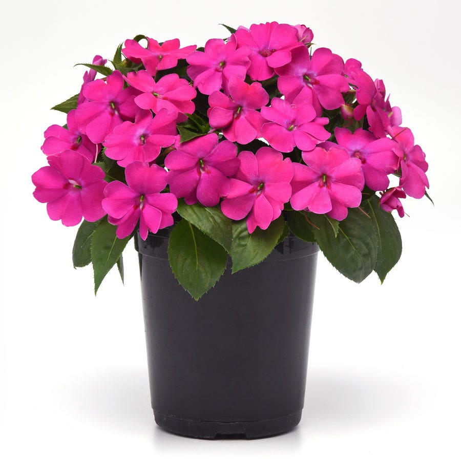 Solarscape® XL Pink Jewel Hybrid Impatiens Seeds