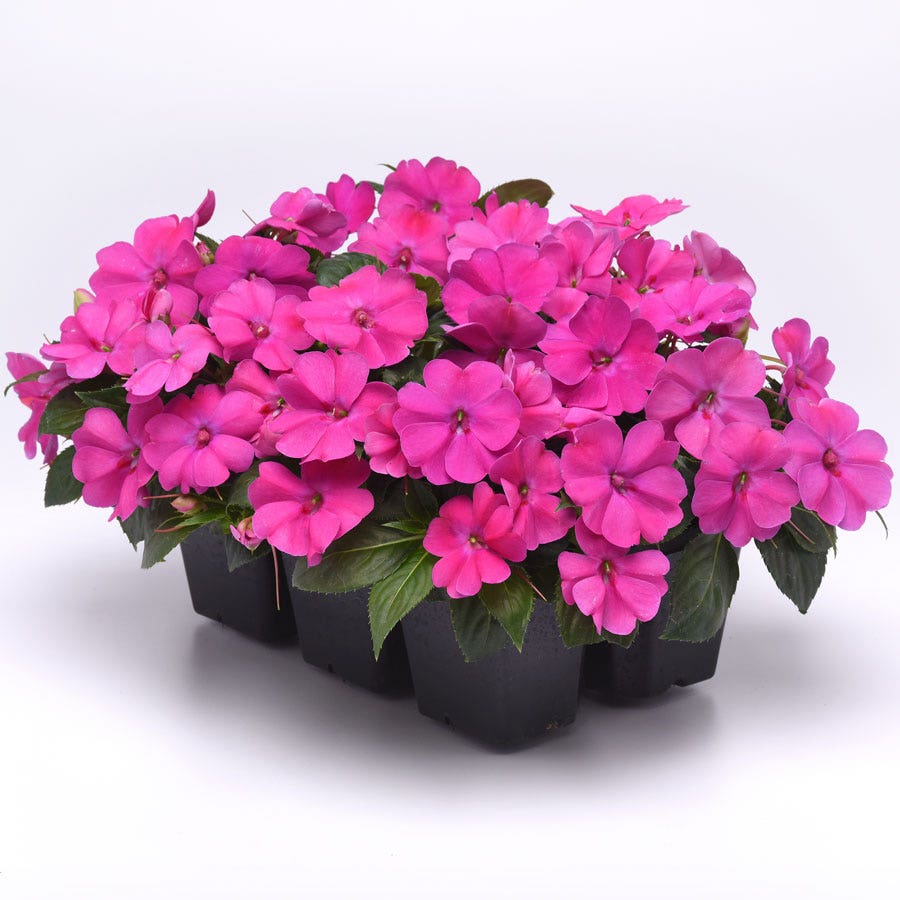 Solarscape® XL Pink Jewel Hybrid Impatiens Seeds