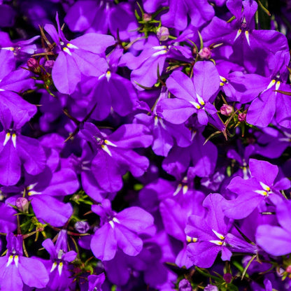 Crystal Palace Lobelia Seeds