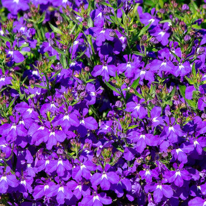 Crystal Palace Lobelia Seeds