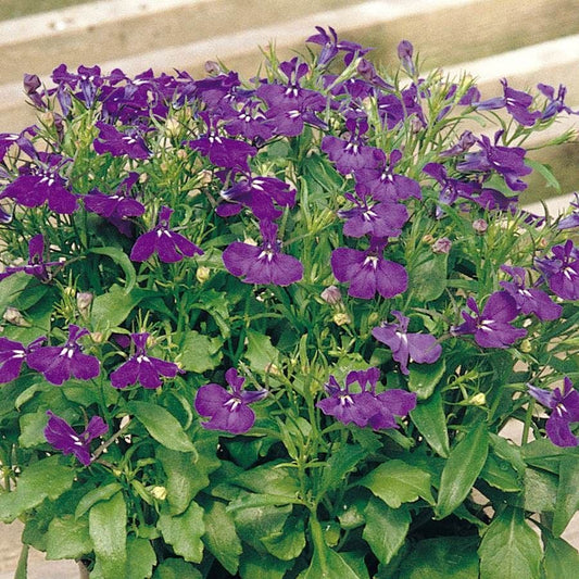 Rapid Blue Lobelia Seeds