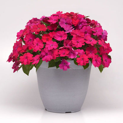 Solarscape® Magenta Bliss Interspecific Impatiens Seeds