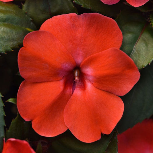 Solarscape® Orange Burst Interspecific Impatiens Seeds
