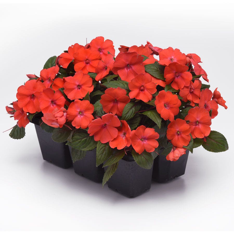 Solarscape® Orange Burst Interspecific Impatiens Seeds