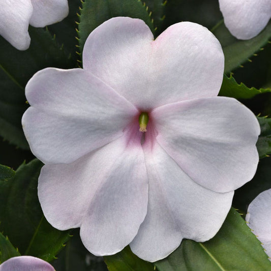 Solarscape® White Shimmer Interspecific Impatiens Seeds