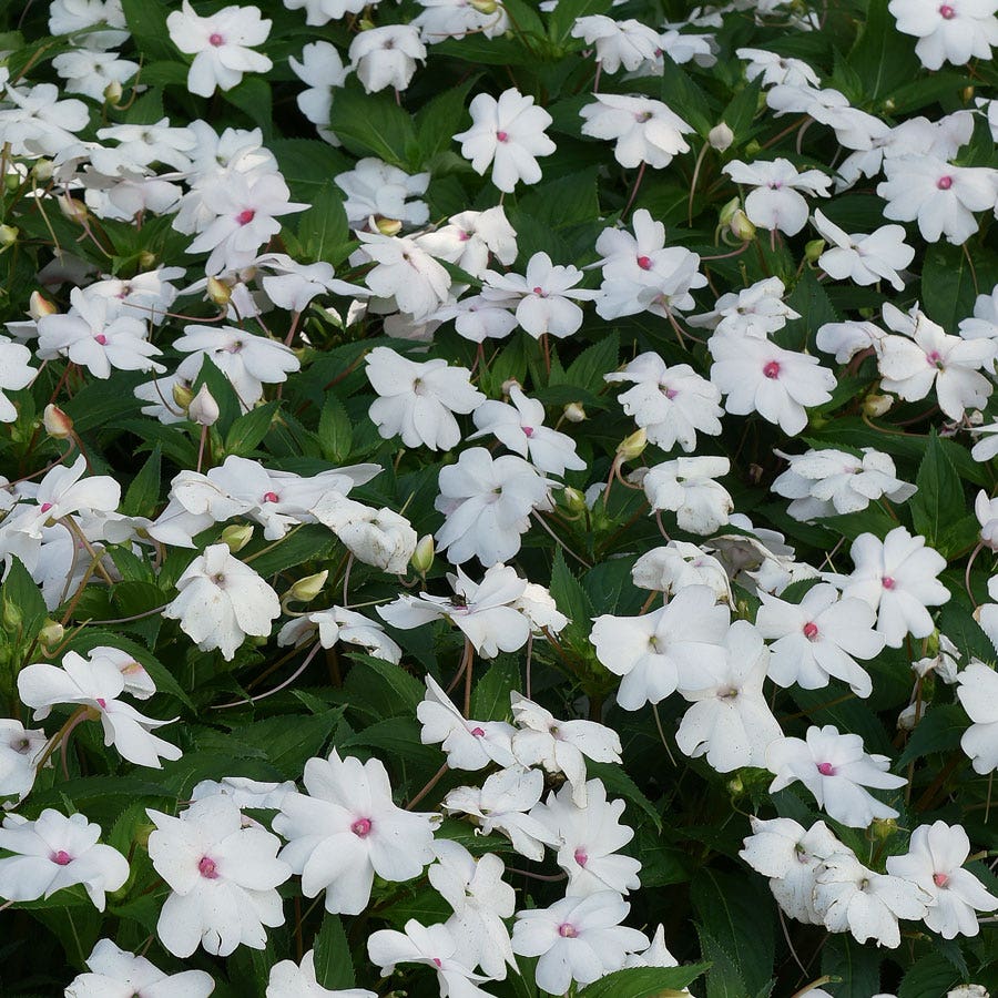 Solarscape® White Shimmer Interspecific Impatiens Seeds
