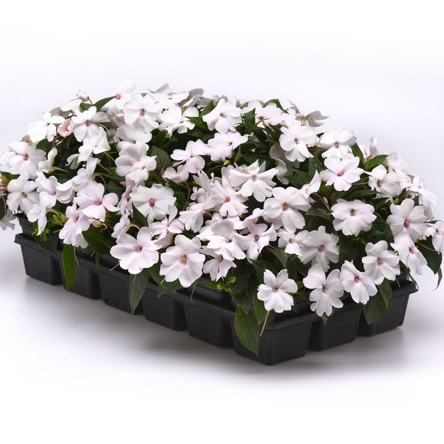 Solarscape® White Shimmer Interspecific Impatiens Seeds