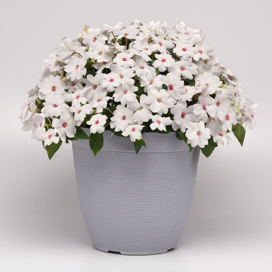 Solarscape® White Shimmer Interspecific Impatiens Seeds