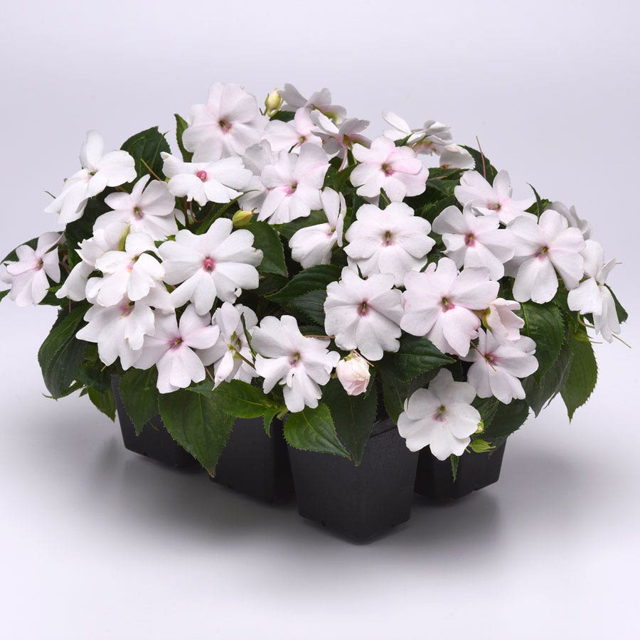 Solarscape® White Shimmer Interspecific Impatiens Seeds