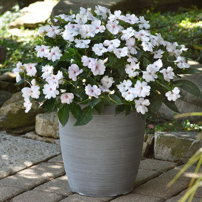 Solarscape® White Shimmer Interspecific Impatiens Seeds