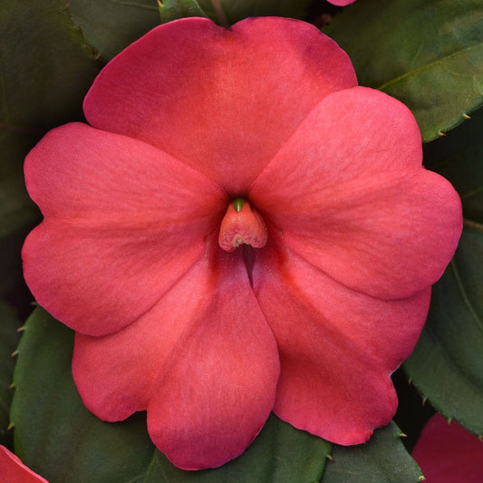 Solarscape® XL Salmon Glow Interspecific Impatiens Seeds
