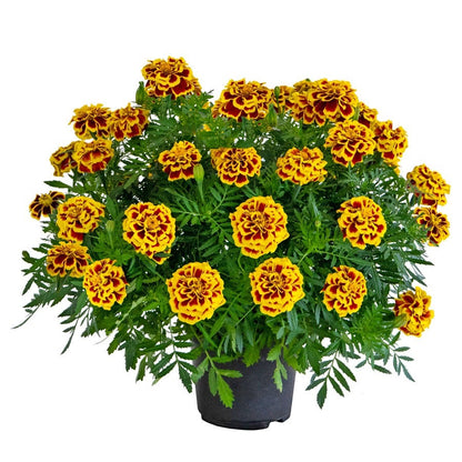Mango Tango Marigold Seeds