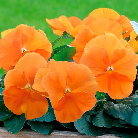 Inspire® DeluXXe Orange Pansy Seeds