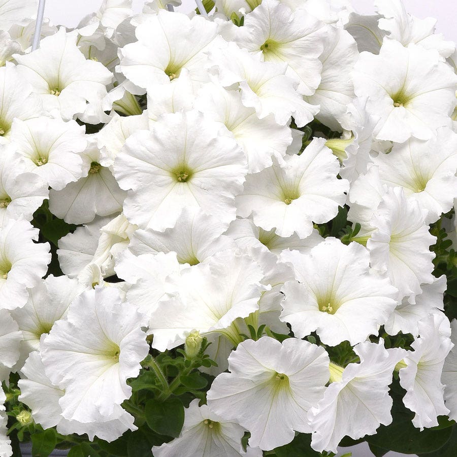 E3 Easy Wave® White Petunia Seeds