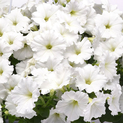 E3 Easy Wave® White Petunia Seeds