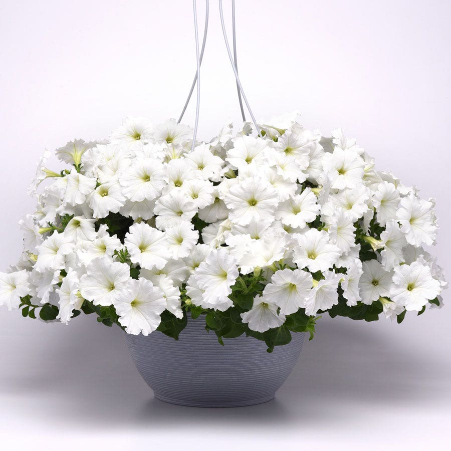 E3 Easy Wave® White Petunia Seeds
